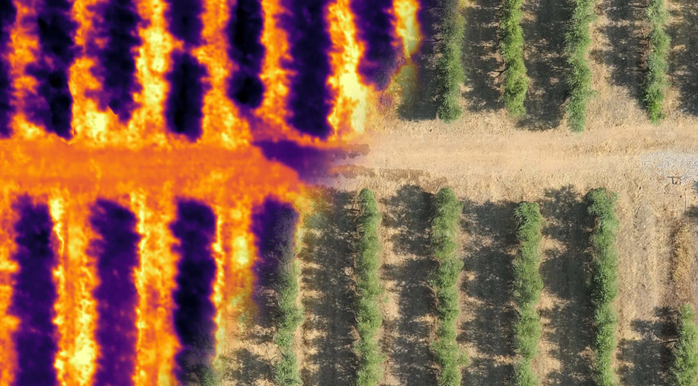 Vista cenital de una plantación en goteo: la mitad izquierda en imagen térmica, con las copas frías sobre el suelo caliente y la huella de una fuga; la mitad derecha en color real.